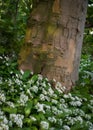 Allium Ursinum - Wild Garlic - Ramsons - buckrams